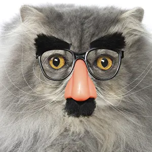 151119: Persian Cat wearing false nose Groucho glasses
