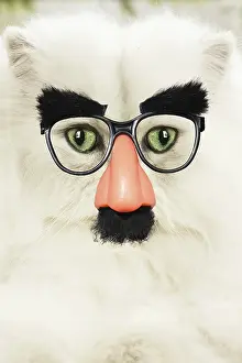 151119: Persian Cat wearing false nose Groucho glasses