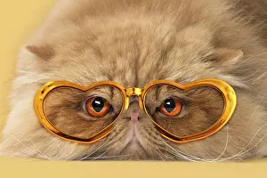 040718: Persian Cat wearing heart shaped gold sunglasses