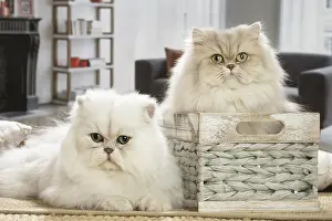 Persians: Two Persian Cats indoors