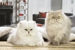 Persians: Two Persian Cats indoors