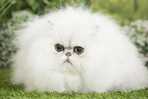 Chinchillas: Persian Chinchilla Cat