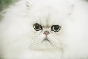 Chinchillas: Persian Chinchilla Cat