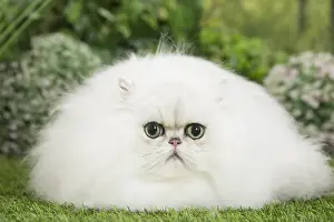 Chinchillas: Persian Chinchilla Cat