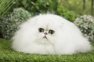 Chinchillas: Persian Chinchilla Cat