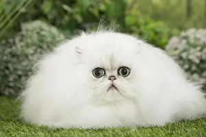 Chinchillas: Persian Chinchilla Cat