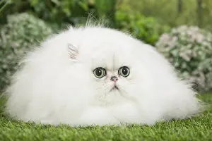 Chinchillas: Persian Chinchilla Cat