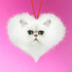 Chinchilla: Persian Chinchilla Cat, fluffy heart shape