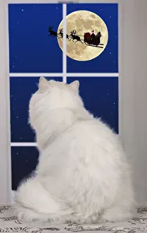 Sleigh: Persian Chinchilla Cat, looking out of window
