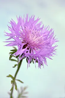 Cornflower: Persian Cornflower, Centaurea dealbata, Side view