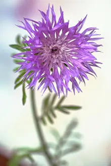 Cornflower: Persian Cornflower, Centaurea dealbata, Side view