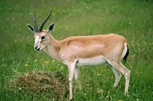 Gazelles: Persian Goitered GAZELLE - side view. Male