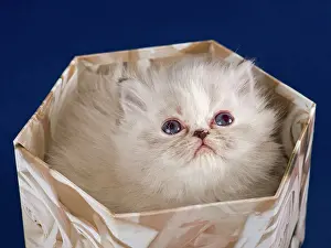 Give: Persian kitten, 5 weeks, in a box