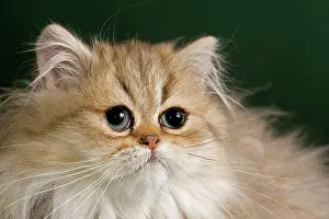 Peop: Persian Kitten, Golden Shaded