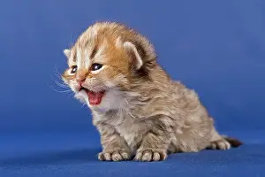 Tortie: Persian kitten, Golden Tortie Shaded
