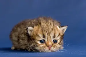 Tortie: Persian kitten, Golden Tortie Shaded