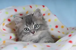 Blankets: Persian kitten on a spotted blanket