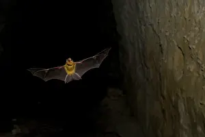 Persicus: Persian leaf nosed Bat - in flight