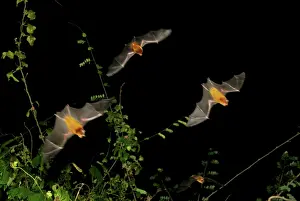 Persicus: Persian leaf nosed Bat - in flight