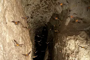 Nosed: Persian Leaf Nosed Bats - in flight in cave