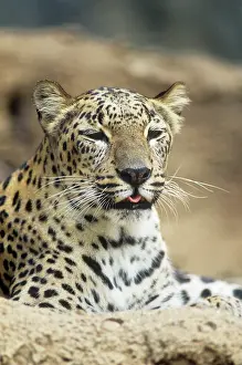 PERSIAN LEOPARD