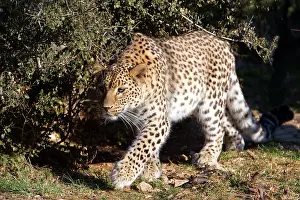 Persian Leopard / Caucasian Leopard