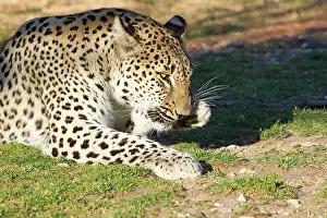 Persian leopard / Caucasian leopard