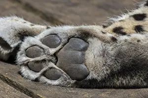 Leopard: Persian leopard, close-up of rear paw of hindlim