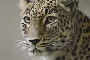Leopards: Persian leopard (Panthera pardus saxicolor)