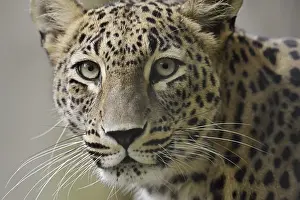 Leopards: Persian leopard (Panthera pardus saxicolor)