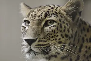 Leopards: Persian leopard (Panthera pardus saxicolor)