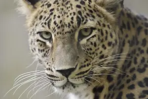 Leopards: Persian leopard (Panthera pardus saxicolor)
