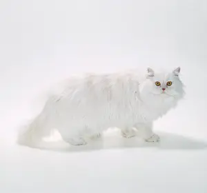 Cameo: Persian Red Shell Cameo CAT - standing
