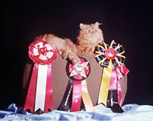 Competition: Persian Red Tabby CAT - with winning rosettes