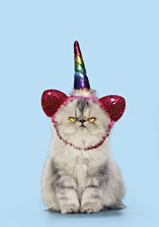 Unicorn: Persian Tortoiseshell Cameo Cat, grumpy kitten wearing