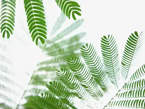 Mimosa: PersianAcacia