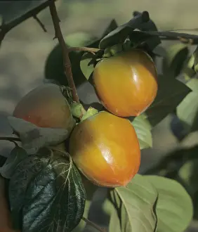 Ripening: Persimmon (Diospyros kaki)