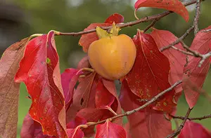 Fruiting: Persimmon - fruit with autumn leaves