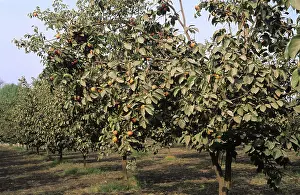 Persimmons: Persimmon orchard