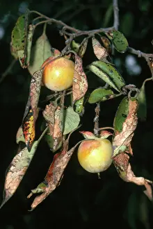 Ebenaceae: Persimmons