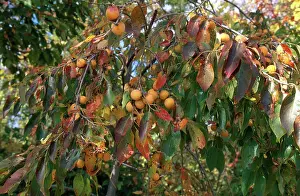 Ebenaceae: Persimmons