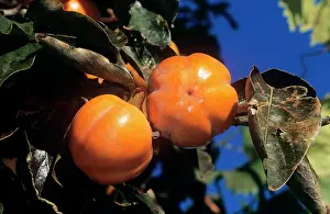 Persimmons: PERSIMMONS / Sharon Fruit