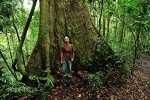 Shorea: Person in front of a buttressed Meranti wood /
