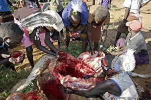 Connective: Person drinking blood during the Pokot Sapana Ceremony Kenya