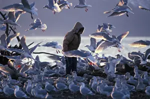 Glaucescens: Person with Gulls