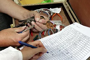 Ringing: Person - ringing and taking measurements from captured
