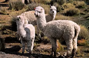 Llama: Peru, Arequipa Department, Canyon del Colca, al