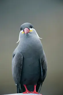 Inca: Peru, Pucusana, Inca Tern (Larosterna inca)