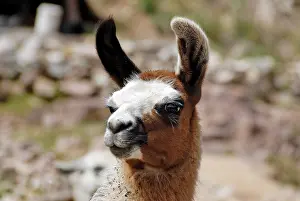 Llama: Peru, Puno Province, Puno, Fondo Chinchero, the