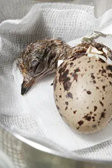 Zoological: Peru Thick-knee ( Burhinus superciliaris ) hatching